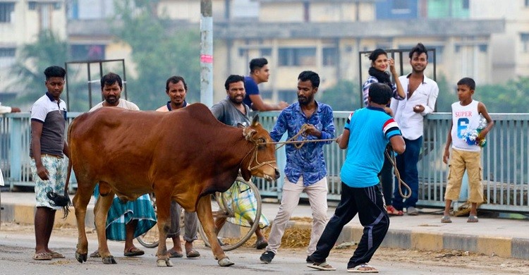 এবারও দেশি পশুতে কোরবানি, খামারিদের অনুরোধে সীমান্ত হচ্ছে কড়াকড়ি