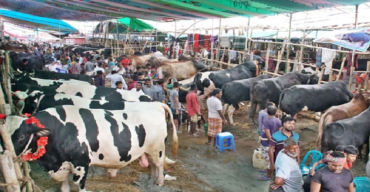 ঢাকায় মাঠে বা খোলা স্থানে গরুর হাট বসাতে হাইকোর্টে রিট