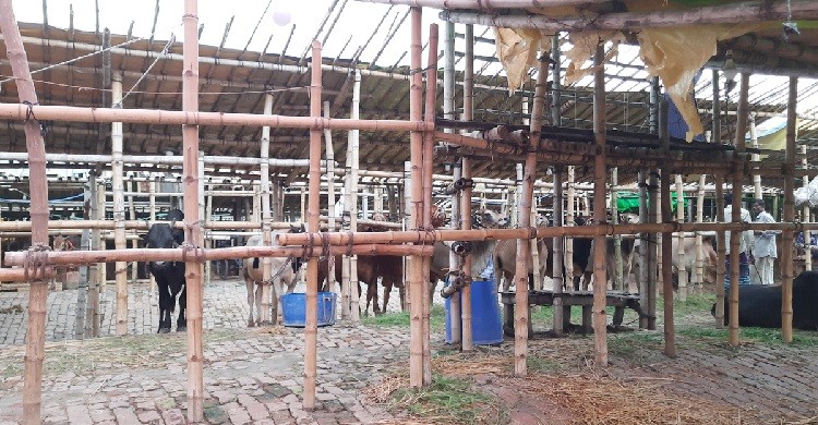 রাজধানীর গাবতলী পশুর হাট প্রস্তুত