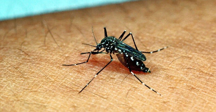 ডেঙ্গুতে একজনের মৃত্যু, হাসপাতালে ৪৬