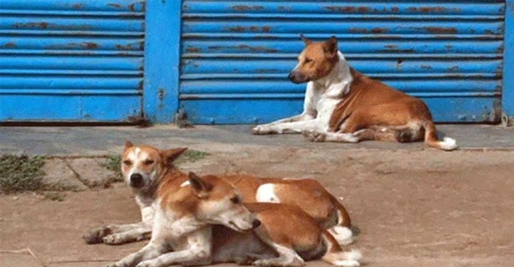 টাঙ্গাইলে পাগলা কুকুরের কামড়ে ২০ জন আহত