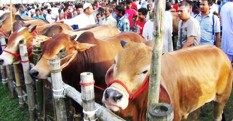 ঈদুল আজহায় যেসব স্থানে বসবে কোরবানির পশুর হাট