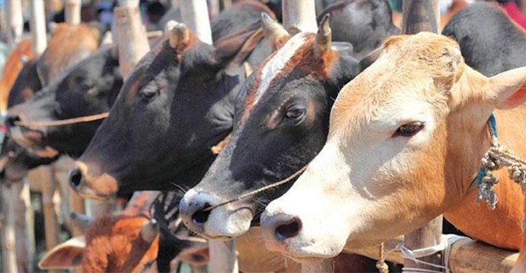 এবার কোরবানির হাটে কোটি টাকার গরু বিক্রি হচ্ছে