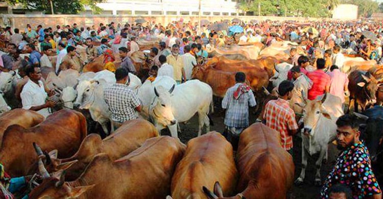 ঢাকার যেসব জায়গায় বসছে পশুর হাট