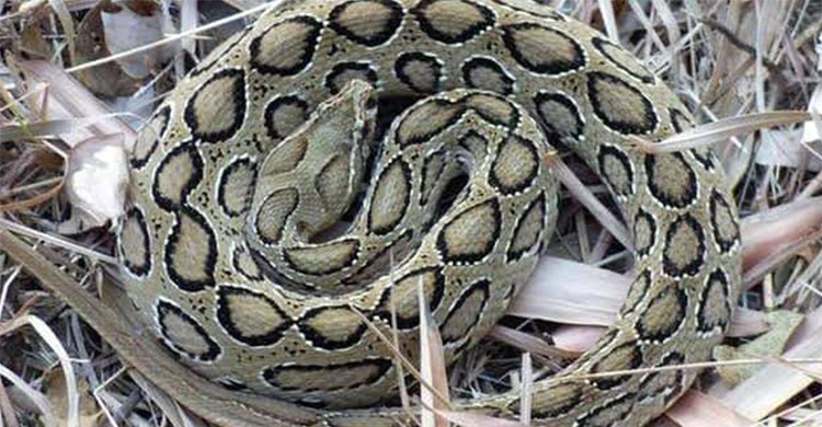 আতঙ্কের নতুন নাম রাসেলস ভাইপার!