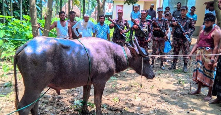 ঈদের দিন হারিয়ে যাওয়া কুরবানির মহিষ ভারত থেকে ফেরত আনলো বিজিবি