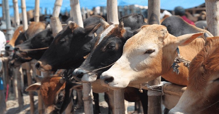 এবার ঈদুল আযহায় প্রায় এক কোটি পশু কোরবানি হয়েছে