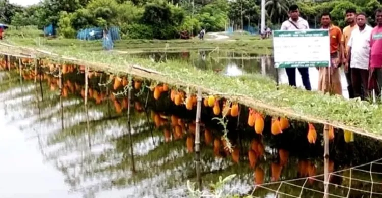 সাতক্ষীরা কুলিয়ায় তরমুজ চাষ করে কৃষক আবুল খালেক স্বাবলম্বী