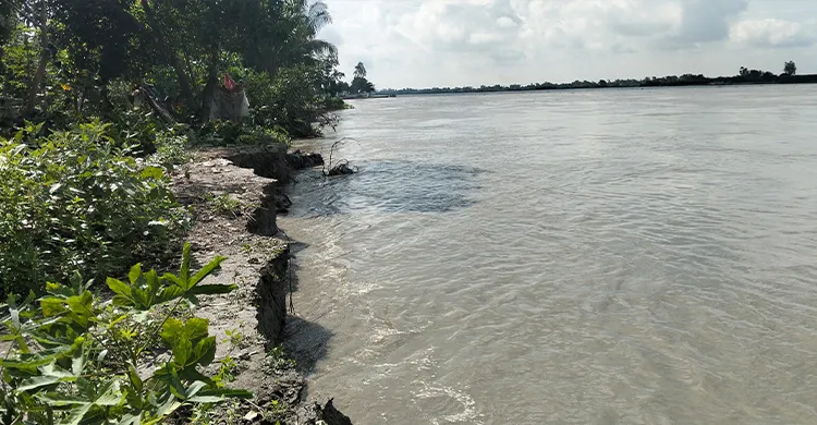 মুন্সীগঞ্জে পদ্মার তীব্র ভাঙনে দিশেহারা মানুষ