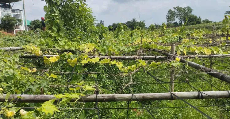 প্রবল বর্ষণে সুনামগঞ্জে সবজির ব্যাপক ক্ষতি, দিশেহারা কৃষক