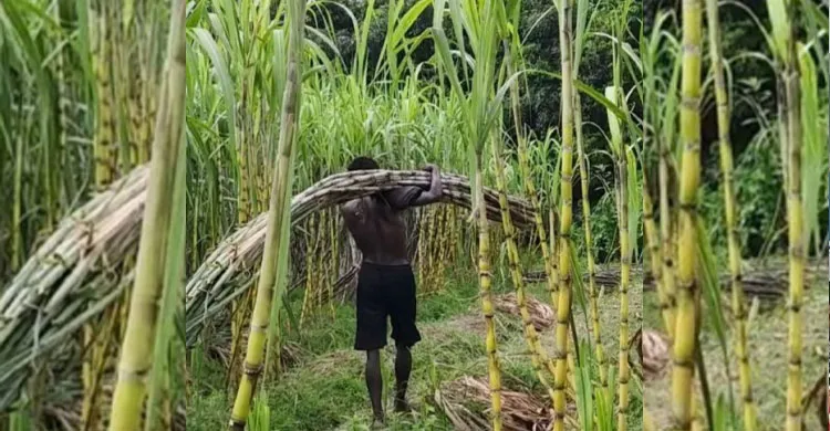 রূপগঞ্জে আখের বাম্পার ফলন, সাথী ফসলেও দ্বিগুণ লাভ