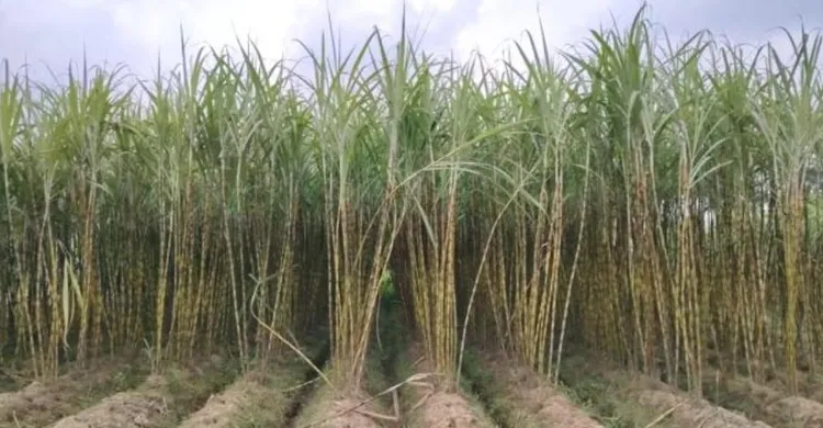 কুমিল্লায় আখের বাম্পার ফলনে কৃষকের মুখে হাসি