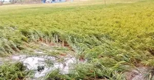 চুয়াডাঙ্গায় জলবায়ু পরিবর্তনের প্রভাবে কৃষিতে ব্যাপক ক্ষতি