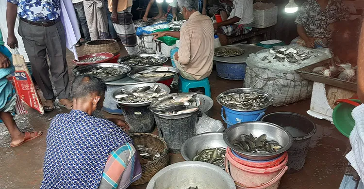সালথায় দেশীয় প্রজাতির মাছের তীব্র সংকট