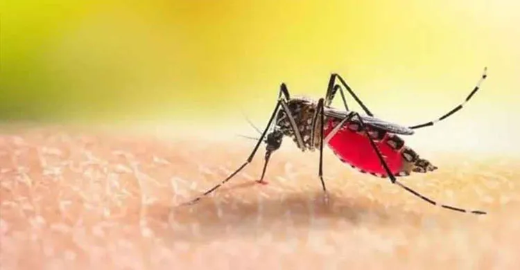 ছবিঃ সংগৃহীত