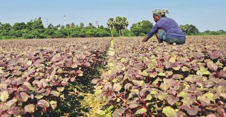 ছবিঃ সংগৃহীত