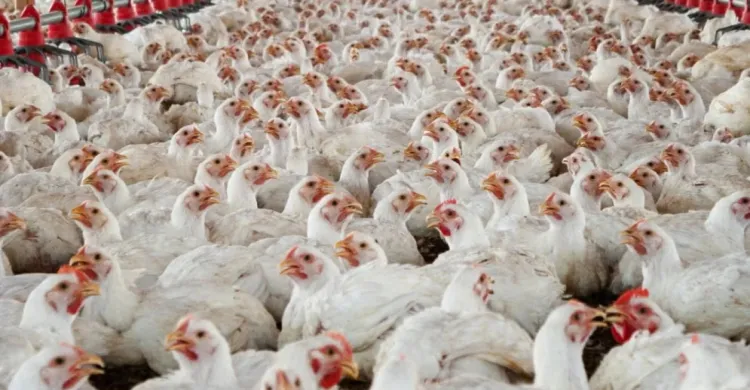 দাবি না মানলে শনিবার থেকে ডিম-মুরগি উৎপাদন বন্ধের ঘোষণা প্রান্তিক খামারিদের