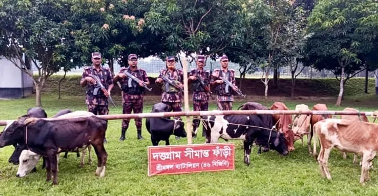 কুলাউড়া সীমান্তে বিজিবির অভিযানে ১৩ ভারতীয় গরু আটক