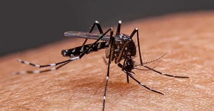 ডেঙ্গুতে আরও ৫ জনের মৃত্যু, হাসপাতালে ভর্তি ১১৬২