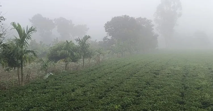 ছবিঃ সংগৃহীত