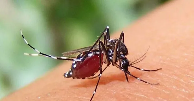 ডেঙ্গুতে আরও ৪ জনের মৃত্যু, নতুন ভর্তি ১১০১ জন