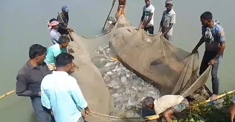 বিএনপি নেতার দিঘিতে বিষপ্রয়োগ, মারা গেছে ২ কোটি টাকার মাছ