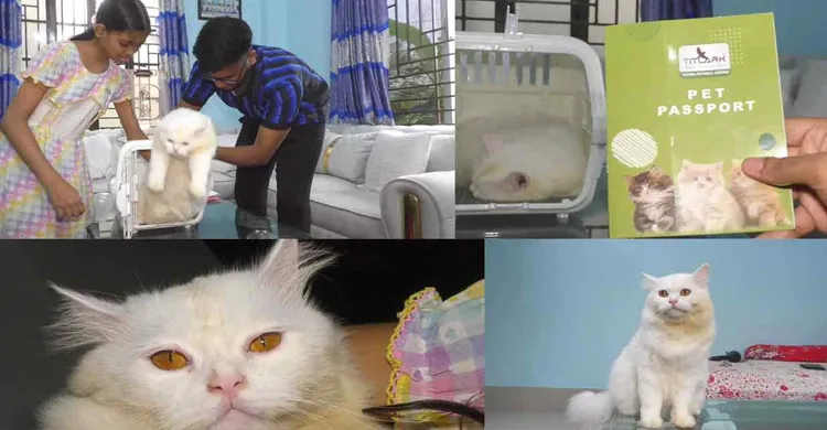 ভালোবাসার টানে মুন্সীগঞ্জের বিড়াল এখন ইতালিতে