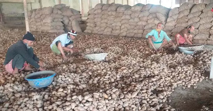 দাম না বাড়ায় আলু নিয়ে বিপাকে কৃষক