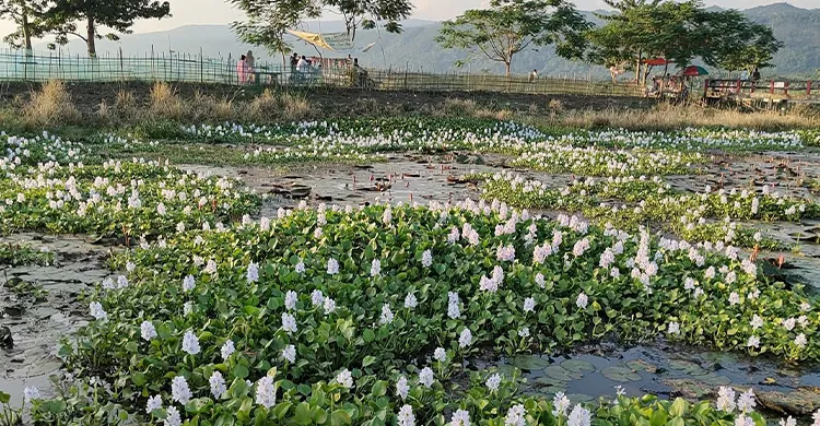 ছবিঃ সংগৃহীত