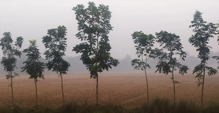 তেঁতুলিয়ায় শীতের তীব্রতা বাড়ছে, শৈতপ্রবাহের আভাস