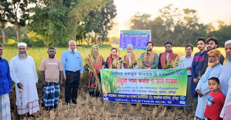 নবীনগরে ব্রি ধানের বাম্পার ফলনে কৃষকের মুখে হাসি