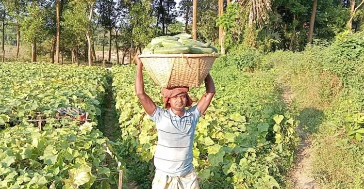 দেবীদ্বারের কৃষিতে ফিরেছে সবুজ হাসি