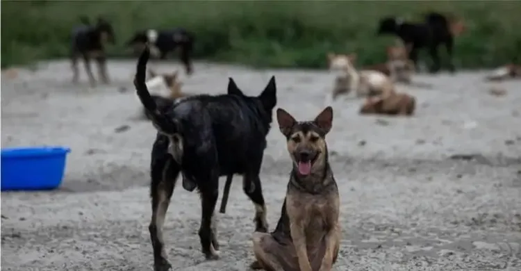 পথ কুকুর বা বিড়াল মেরে ফেললে বাংলাদেশের আইনে কী শাস্তি আছে