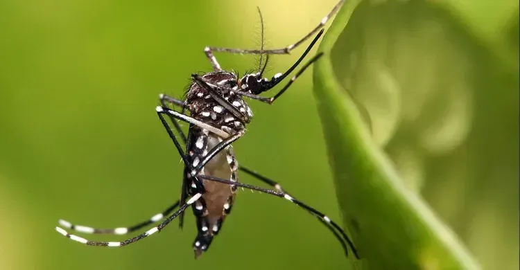 ডেঙ্গুতে আরও ৩ মৃত্যু, ২৪ ঘণ্টায় হাসপাতালে ভর্তি ৫৬৫ জন