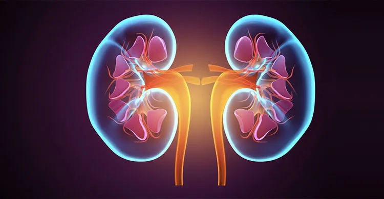 কেন হয় কিডনির রোগ? আসল কারণ খুঁজে পেলেন গবেষকেরা