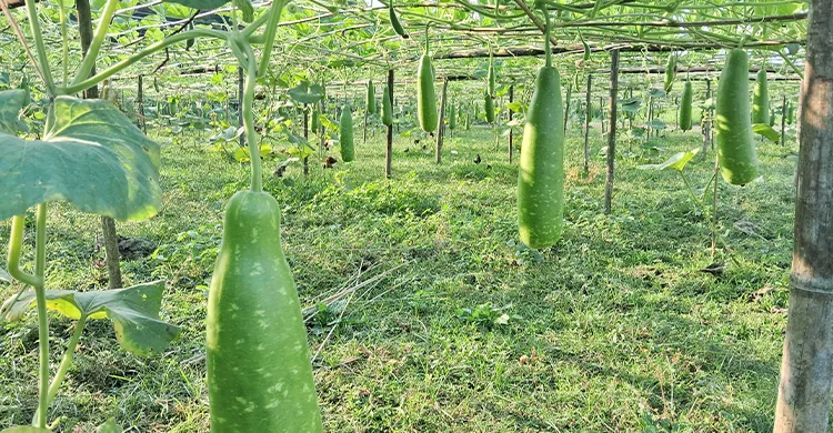 রাজবাড়ীতে মাচায় লাউ চাষ করে লাভবান কৃষক