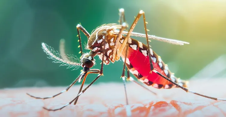 ২৪ ঘণ্টায় ডেঙ্গুতে আক্রান্ত ৩৯৭, মৃত্যু নেই