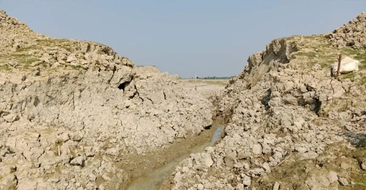 সুনামগঞ্জের দেখার হাওরের একাংশে এবার পিআইসি নেই, বেরীবাঁধ নির্মাণের জোর দাবি কৃষকদের