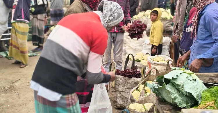 ফুলকপির কেজি ২ টাকা, লোকসান গুনছেন কৃষক