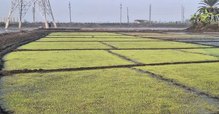 সাতক্ষীরা আশাশুনি উপজেলায় ৯ হাজার ৬৯০ হেক্টর জমিতে বোরো আবাদের লক্ষ্যমাত্রা
