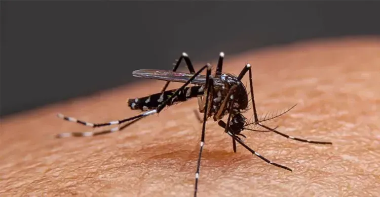 ২৪ ঘণ্টায় ডেঙ্গুতে হাসপাতালে ভর্তি ১২৬, মৃত্যুশূন্য দিন