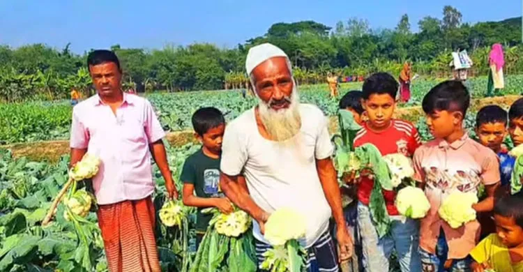 কাপাসিয়ায় আড়াই হাজার ফুলকপি কেটে দিয়েছে দুর্বৃত্তরা, কেমন শত্রুতা!