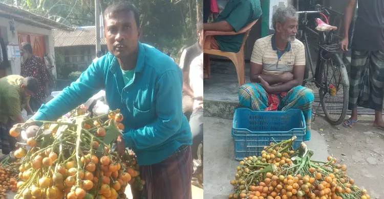 সাতক্ষীরা পাটকেলঘাটায় সুপারির বাম্পার ফলন, দাম কমে দুশ্চিন্তায় চাষিরা