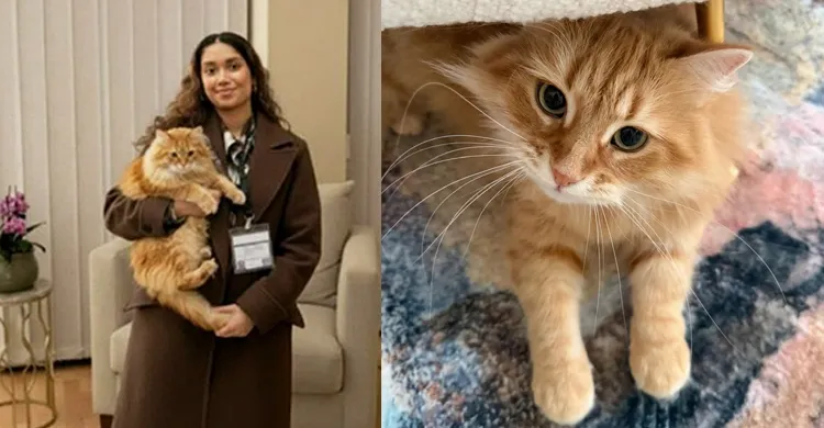 জাইমা রহমানের পোষা জেবুর বেড়ে ওঠার গল্প