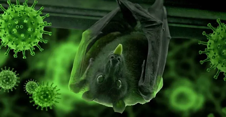 দেশের ৩৫ জেলায় নিপাহ ভাইরাসের সংক্রমণ