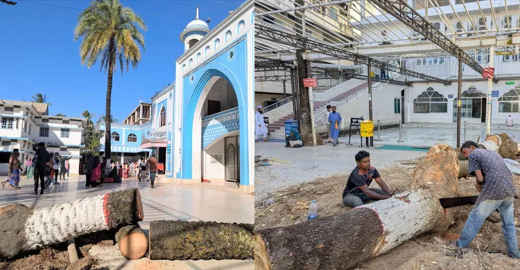 শাহজালাল মাজারে খেজুর গাছ কাটার তদন্ত শুরু: কাজ বন্ধের নির্দেশ