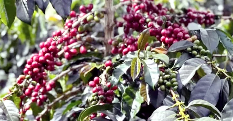 মৌলভীবাজারে কফি উৎপাদনে সফলতা