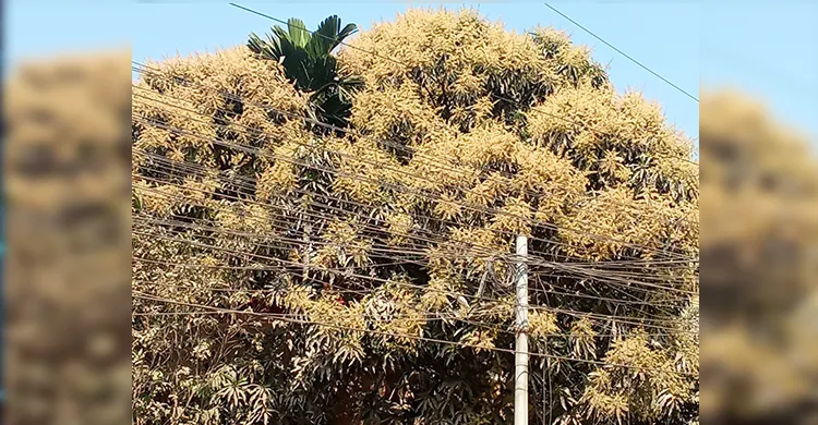 কুমিল্লায় গাছে গাছে আমের মুকুলের মোহময় গন্ধ ছড়াচ্ছে