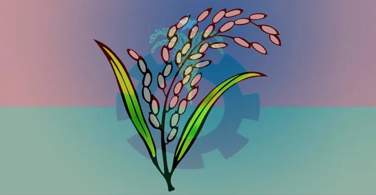 যে কারণে নয়টি আসনে ধানের শীষ মার্কা থাকছে না