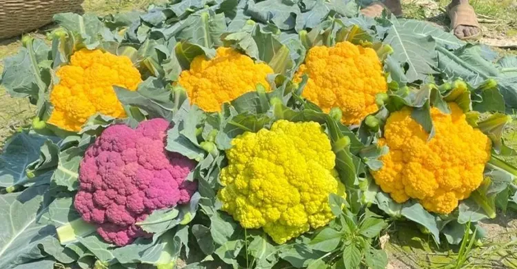 ‎ফুলকপিতে রঙিন হয়ে উঠেছে কিশোরগঞ্জে কৃষকের ক্ষেত